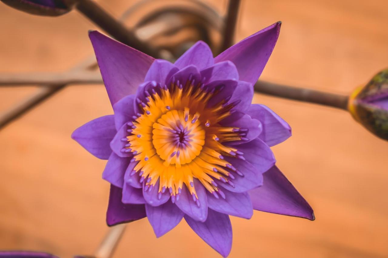 Flora And Fauna Mirissa Dış mekan fotoğraf