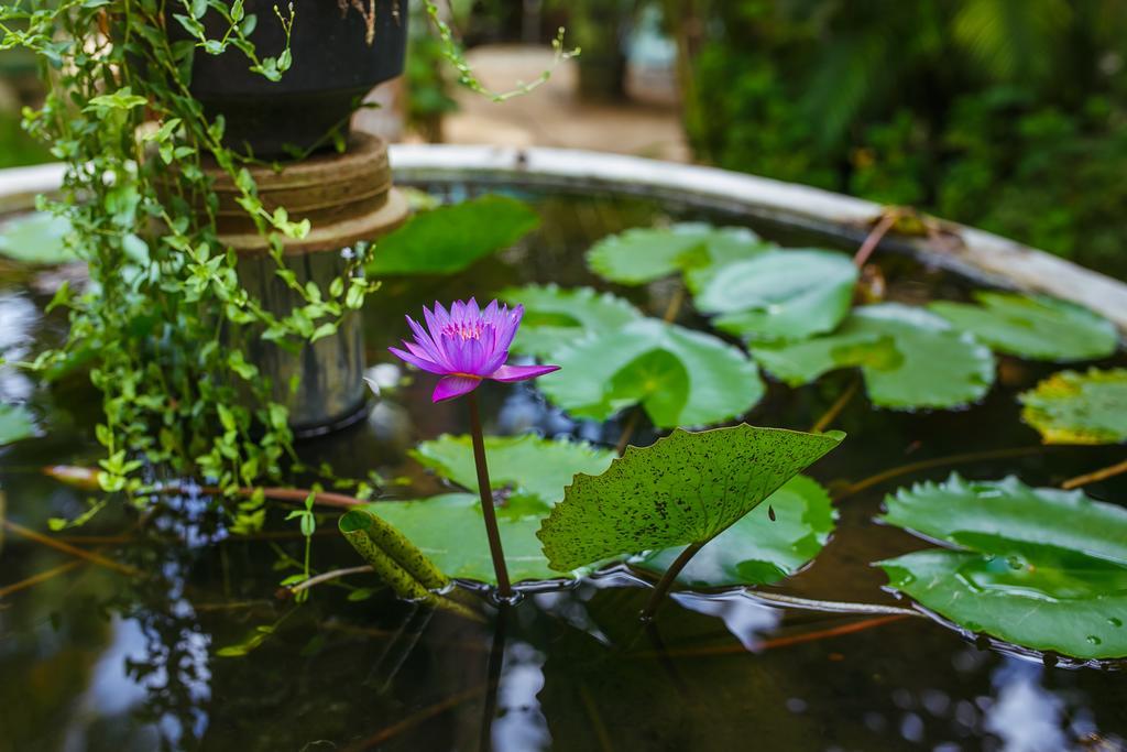 Flora And Fauna Mirissa Dış mekan fotoğraf