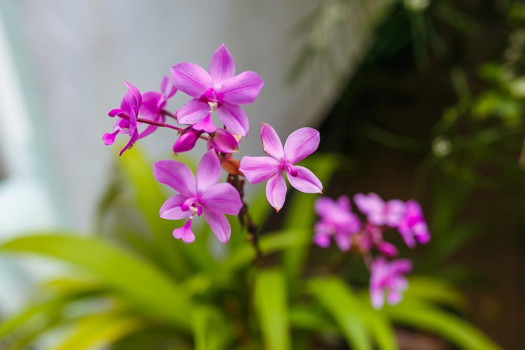 Flora And Fauna Mirissa Dış mekan fotoğraf
