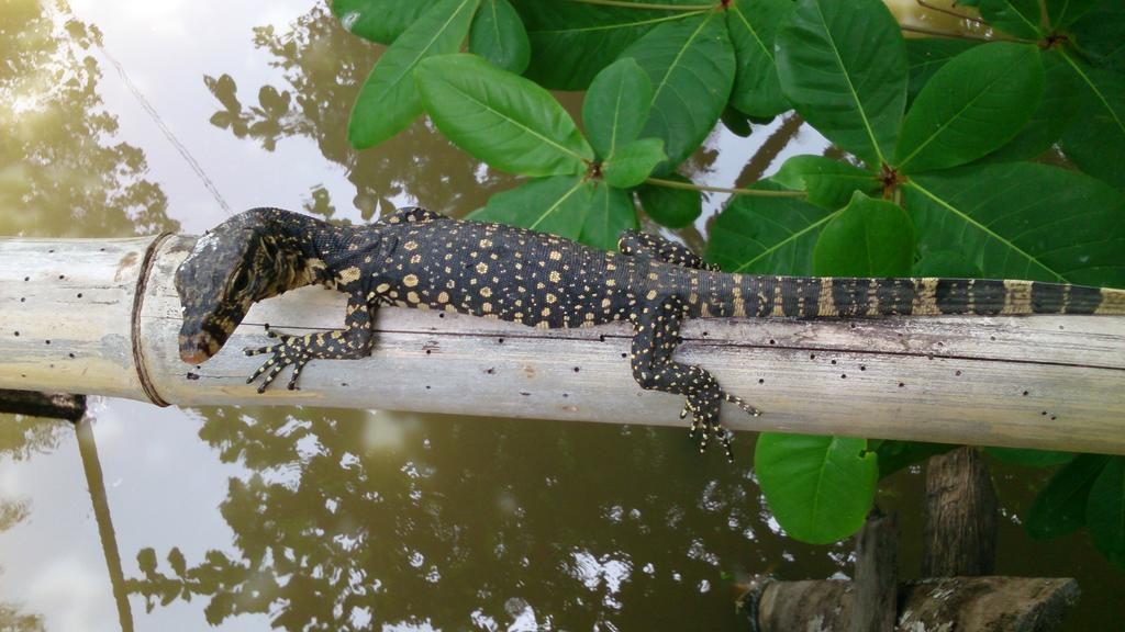 Flora And Fauna Mirissa Dış mekan fotoğraf