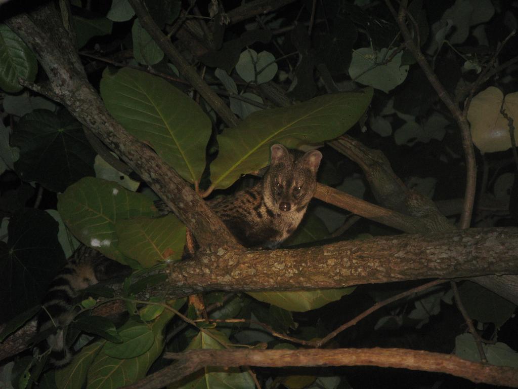 Flora And Fauna Mirissa Dış mekan fotoğraf